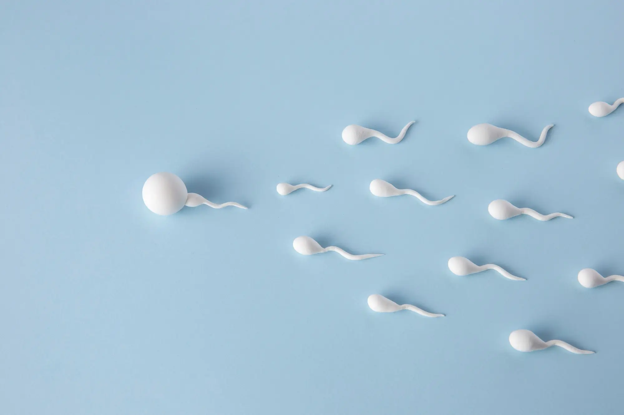 Sperm extraction and Testicular mapping